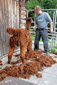 Franz Kottmann befreit die Alpakas Cruzero (braun) und Cayo (weiss) von ihrem dichten Fell.