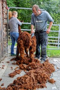 Franz Kottmann befreit die Alpakas Cruzero (braun) und Cayo (weiss) von ihrem dichten Fell.