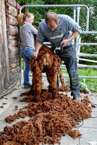 Franz Kottmann befreit die Alpakas Cruzero (braun) und Cayo (weiss) von ihrem dichten Fell.