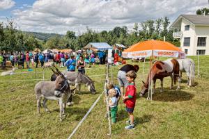 Esel und Pferde in Altwis (Photo by: www.studhalter.org)