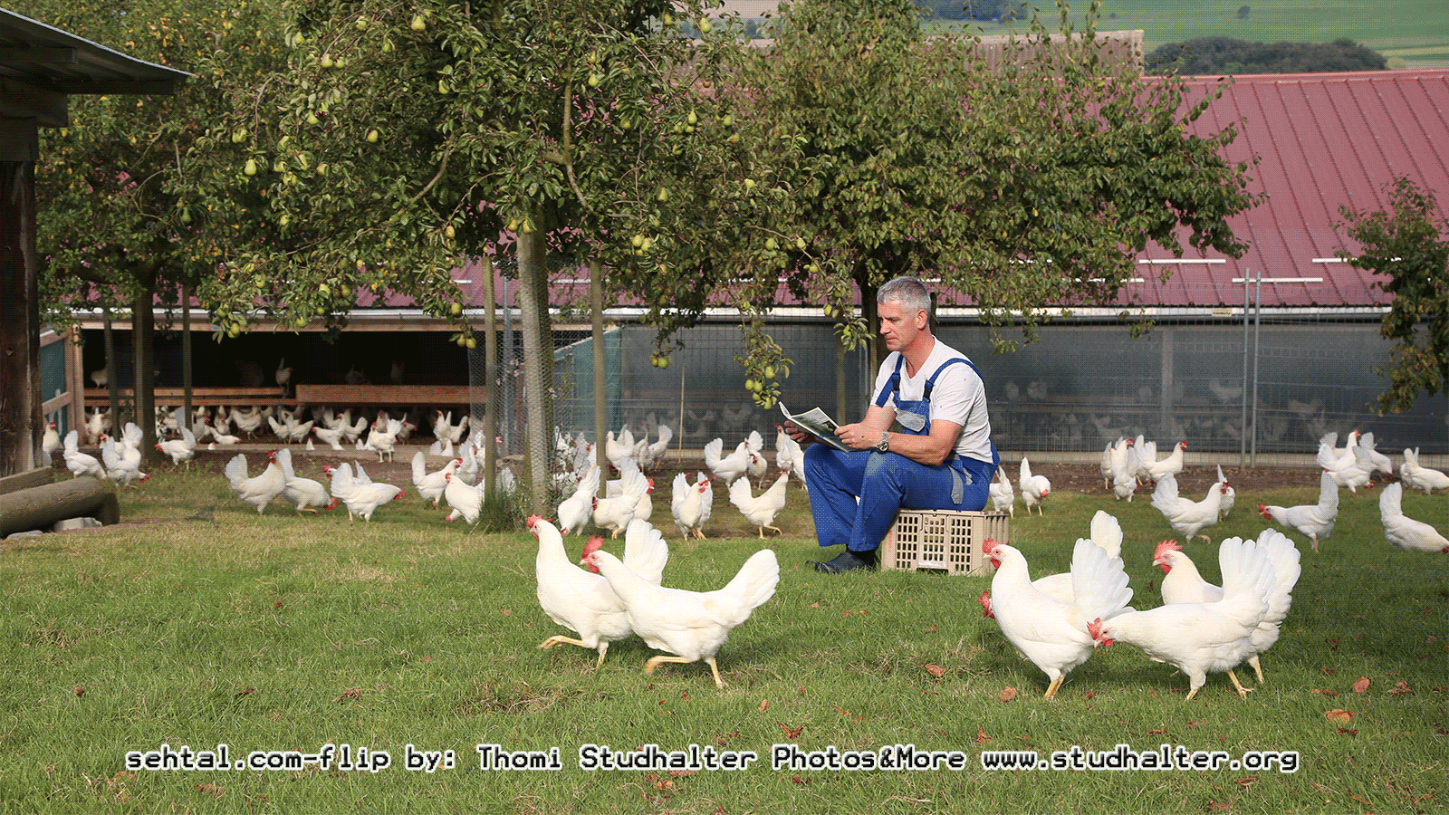Wandeler Patrick, der&nbsp;Hühnerflüsterer
