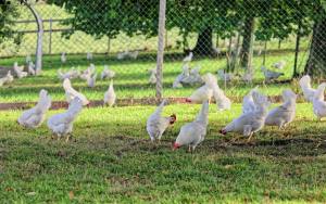 Geflügelhof Waldi Gunzwil , www.waldihof-ei.ch