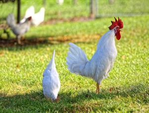 Geflügelhof Waldi Gunzwil , www.waldihof-ei.ch