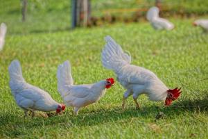 Geflügelhof Waldi Gunzwil , www.waldihof-ei.ch