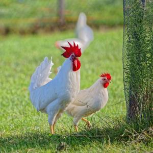 Geflügelhof Waldi Gunzwil , www.waldihof-ei.ch