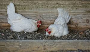 Körperpflege und Chillen im Sandbad