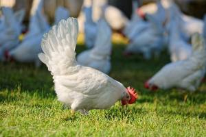 Geflügelhof Waldi Gunzwil , www.waldihof-ei.ch