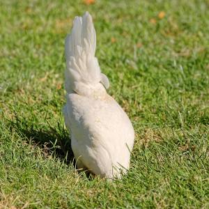 Den Kopf ins Gras stecken...