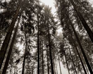 Nebelschwaden schleichen durch den Wald