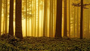 Licht durchdringt den Nebel