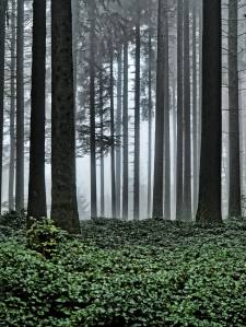 Licht durchdringt den Nebel