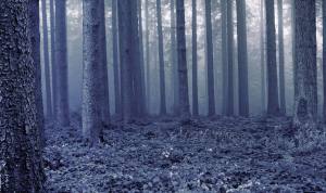 Geheimnisvolle Herbststimmung