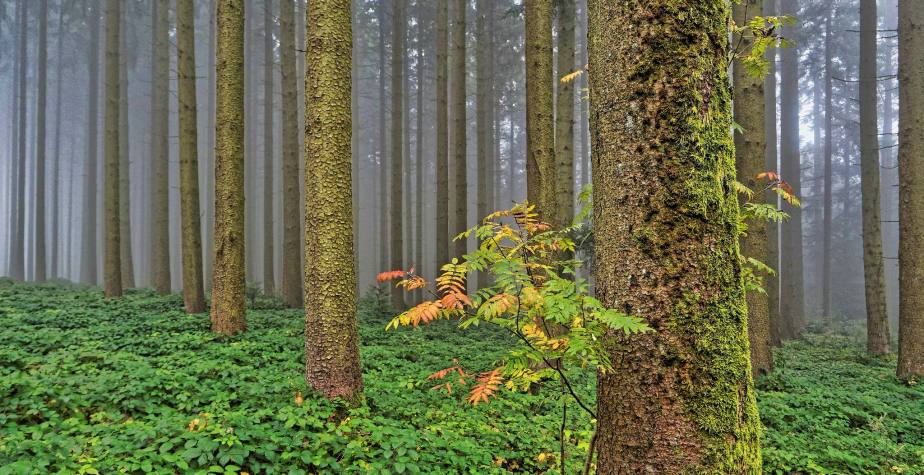 Herbst im Sulzer&nbsp;Wald