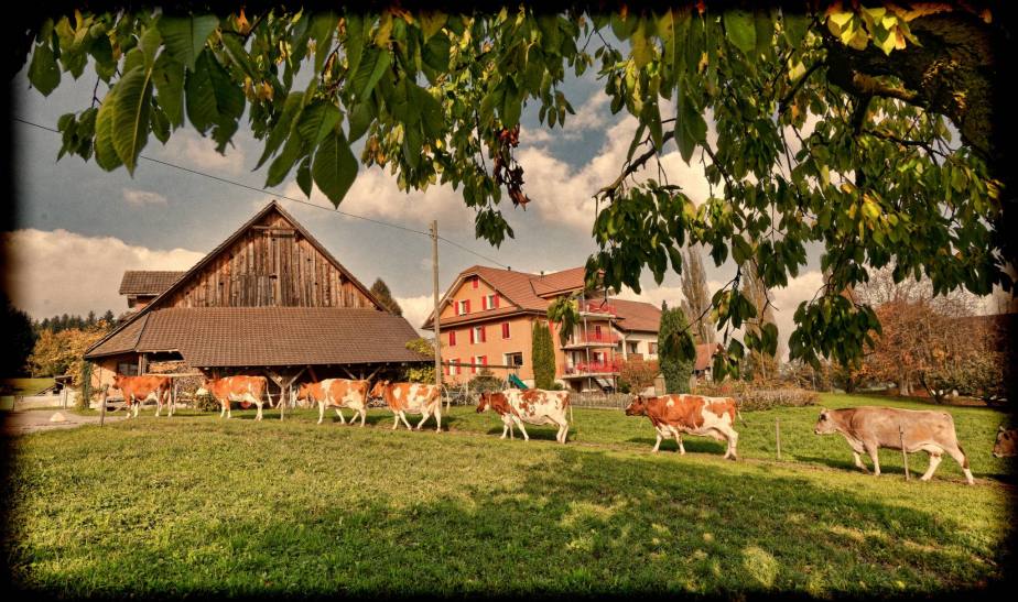Herbst im Seetal: Obst und&nbsp;Vieh…