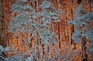 Farbenkreaeftiger Sonnenuntergang knapp ueber dem Nebelmeer (nach 1 ganzen Tag im dichten Nebel)! Spazieren mit Balou.