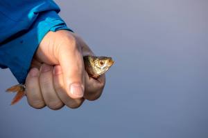 Der letzte Kiemenzug des allerersten Fischleins...