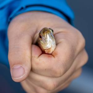 Der letzte Kiemenzug des allerersten Fischleins...