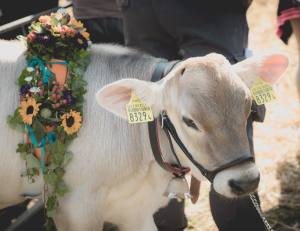 Impressionen vom Kälberwettbewerb HORBA 2017 Aargauer kantonale Braunviehausstellung auf dem Horben bei Beinwil/Freiamt.