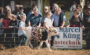 Impressionen vom Kälberwettbewerb HORBA 2017 Aargauer kantonale Braunviehausstellung auf dem Horben bei Beinwil/Freiamt.
