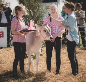 Das Siegertrio in Pink: Impressionen vom Kälberwettbewerb HORBA 2017 Aargauer kantonale Braunviehausstellung auf dem Horben bei Beinwil/Freiamt.