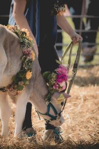 Impressionen vom Kälberwettbewerb HORBA 2017 Aargauer kantonale Braunviehausstellung auf dem Horben bei Beinwil/Freiamt.