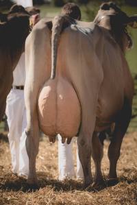 Prämierung: Impressionen HORBA 2017 Aargauer kantonale Braunviehausstellung auf dem Horben bei Beinwil/Freiamt.