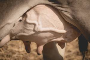 Betriebscup: Präsentation der Kandidatinnen - immer im Trio: Entscheidend sind nebst "Rahmen", "Becken" und "Fundament" vor allem die Beschaffenheit von Euter und Zitzen.