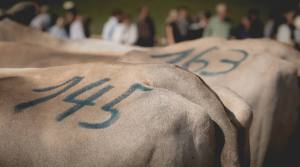 Betriebscup: Präsentation der Kandidatinnen - immer im Trio