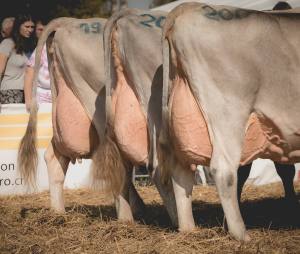 Betriebscup: Präsentation der Kandidatinnen - immer im Trio: Entscheidend sind nebst "Rahmen", "Becken" und "Fundament" vor allem die Beschaffenheit von Euter und Zitzen.