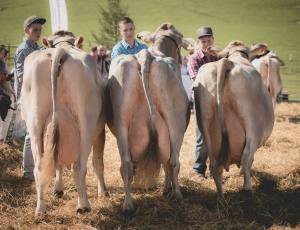 Betriebscup: Präsentation der Kandidatinnen - immer im Trio: Entscheidend sind nebst "Rahmen", "Becken" und "Fundament" vor allem die Beschaffenheit von Euter und Zitzen.