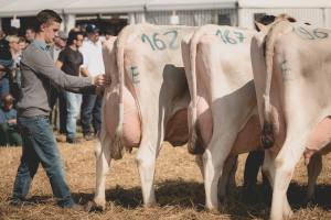 Betriebscup: Präsentation der Kandidatinnen - immer im Trio: Entscheidend sind nebst "Rahmen", "Becken" und "Fundament" vor allem die Beschaffenheit von Euter und Zitzen.