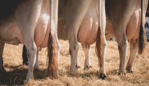 Betriebscup: Präsentation der Kandidatinnen - immer im Trio: Entscheidend sind nebst "Rahmen", "Becken" und "Fundament" vor allem die Beschaffenheit von Euter und Zitzen.