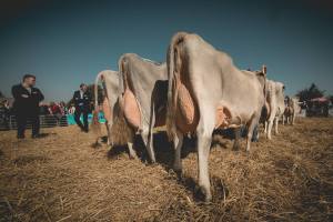 Betriebscup: Präsentation der Kandidatinnen - immer im Trio: Entscheidend sind nebst "Rahmen", "Becken" und "Fundament" vor allem die Beschaffenheit von Euter und Zitzen.