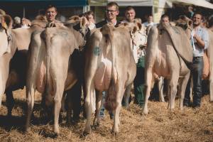 Betriebscup: Präsentation der Kandidatinnen - immer im Trio: Entscheidend sind nebst "Rahmen", "Becken" und "Fundament" vor allem die Beschaffenheit von Euter und Zitzen.