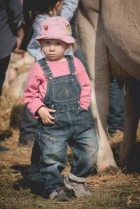 Impressionen HORBA 2017 Aargauer kantonale Braunviehausstellung auf dem Horben bei Beinwil/Freiamt.