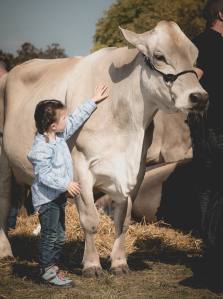 Impressionen HORBA 2017 Aargauer kantonale Braunviehausstellung auf dem Horben bei Beinwil/Freiamt.
