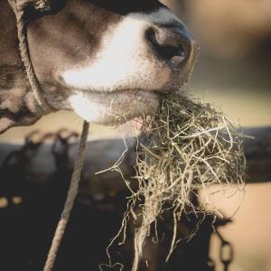 Impressionen HORBA 2017 Aargauer kantonale Braunviehausstellung auf dem Horben bei Beinwil/Freiamt.