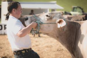 Impressionen HORBA 2017 Aargauer kantonale Braunviehausstellung auf dem Horben bei Beinwil/Freiamt.