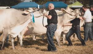 Impressionen HORBA 2017 Aargauer kantonale Braunviehausstellung auf dem Horben bei Beinwil/Freiamt.