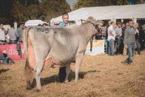 Prämierung: Impressionen HORBA 2017 Aargauer kantonale Braunviehausstellung auf dem Horben bei Beinwil/Freiamt.