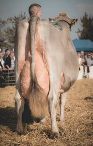 Prämierung: Impressionen HORBA 2017 Aargauer kantonale Braunviehausstellung auf dem Horben bei Beinwil/Freiamt.