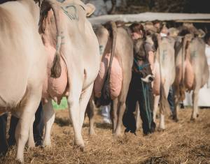 Prämierung: Impressionen HORBA 2017 Aargauer kantonale Braunviehausstellung auf dem Horben bei Beinwil/Freiamt.