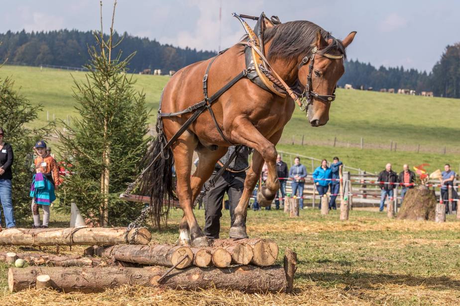 „Forstmaschinen“ mit Jöö-Faktor