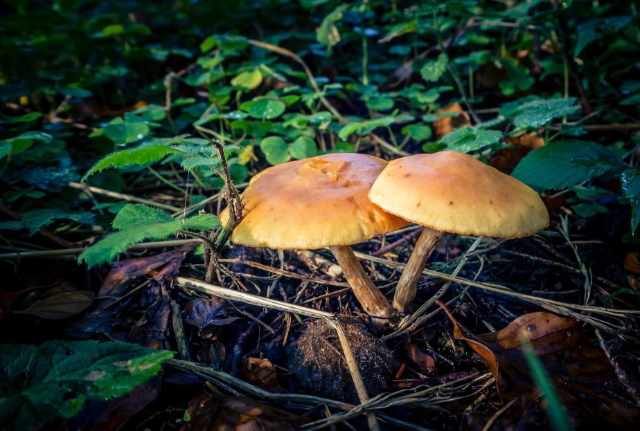 Farbenpracht im Sulzer&nbsp;Wald