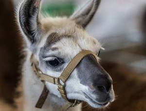 Elitezucht-Schau mit linear beschriebenen Alpakas und Lamas in der Markthalle Langnau im Emmental.