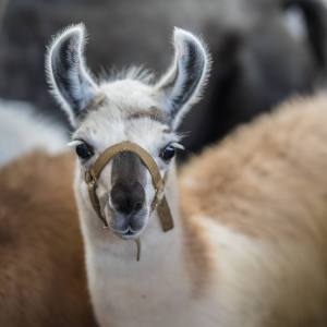 Elitezucht-Schau mit linear beschriebenen Alpakas und Lamas in der Markthalle Langnau im Emmental.