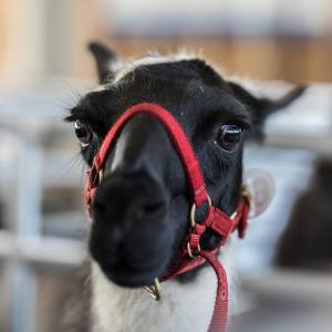 Elitezucht-Schau mit linear beschriebenen Alpakas und Lamas in der Markthalle Langnau im Emmental.