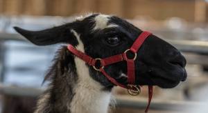 Elitezucht-Schau mit linear beschriebenen Alpakas und Lamas in der Markthalle Langnau im Emmental.