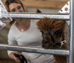 Elitezucht-Schau mit linear beschriebenen Alpakas und Lamas in der Markthalle Langnau im Emmental.