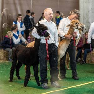 Umarmung Alpaka-Style...